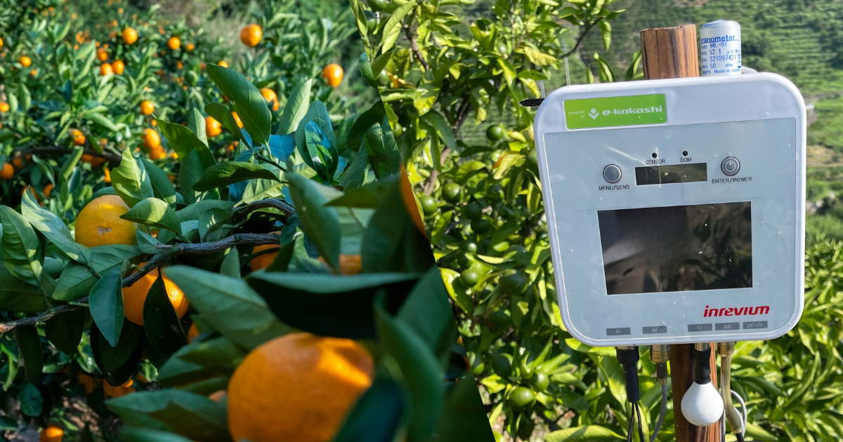 愛媛県のかんきつ栽培で収量1.3倍を達成 〜e-kakashi Naviをリニューアルし プロジェクトの成果である農業用LLMと土壌水分AI予測機能を提供開始〜