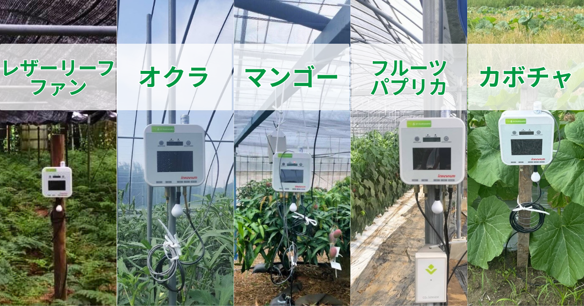 環境データが導くレザーリーフファン栽培の新しい形〜南種子町で始まる、地域とともに育てるスマート農業〜