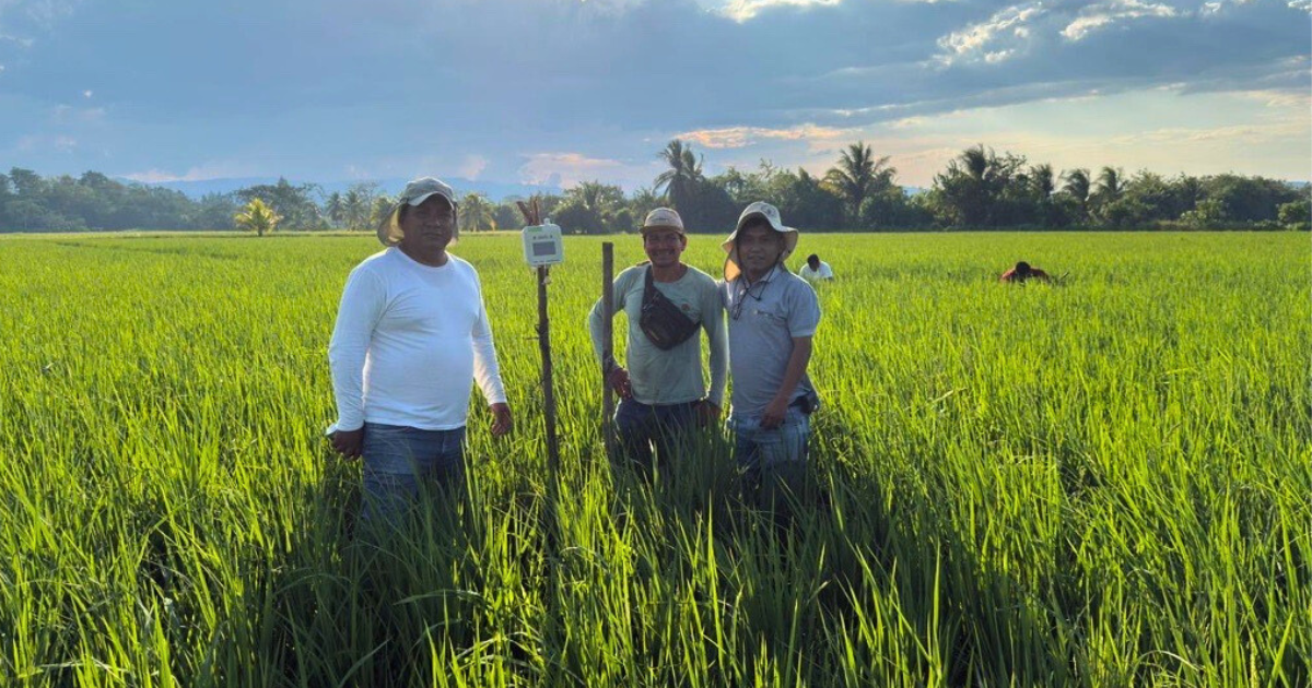 e-kakashi Adopted for Peru’s Rice Disease Management Project